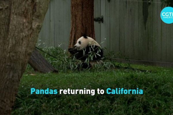 Giant Pandas Set to Return to California Amid 45th Anniversary of U.S.-China Ties Giant Pandas Set to Return to California Amid 45th Anniversary of U.S.-China Ties video poster