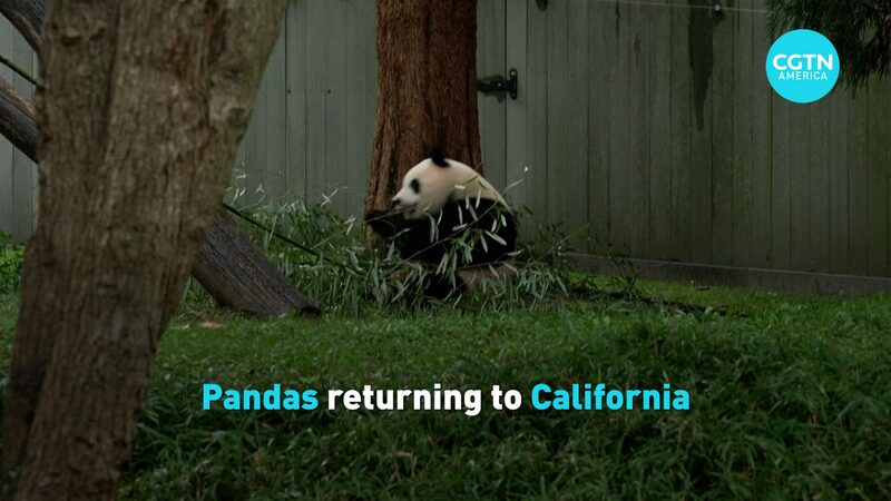 Giant Pandas Set to Return to California Amid 45th Anniversary of U.S.-China Ties video poster