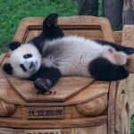 Giant Pandas Thrill Visitors at Chongqing Zoo with Summer Antics