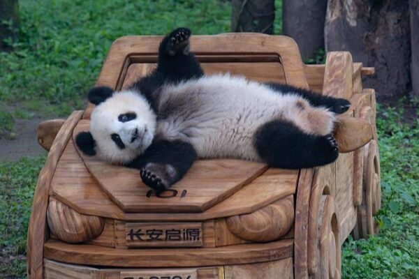 Giant Pandas Thrill Visitors at Chongqing Zoo with Summer Antics Giant Pandas Thrill Visitors at Chongqing Zoo with Summer Antics