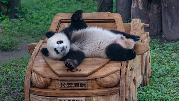 Giant_Pandas_Thrill_Visitors_at_Chongqing_Zoo_with_Summer_Antics - Khabar Asia Giant Pandas Thrill Visitors at Chongqing Zoo with Summer Antics