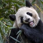 Giant Pandas Thrive in Chengdu's Natural Haven