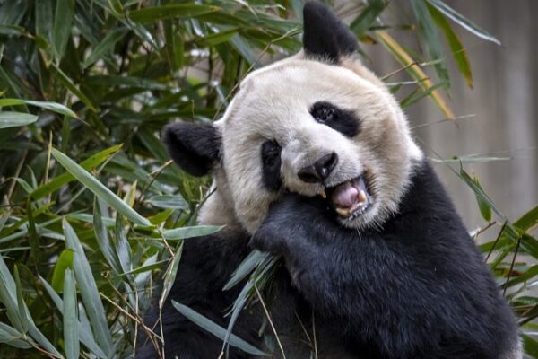 Giant Pandas Thrive in Chengdu’s Natural Haven Giant Pandas Thrive in Chengdu's Natural Haven