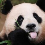 Giant Pandas Thrive in Sichuan: China's Symbol of Friendship and Culture video poster