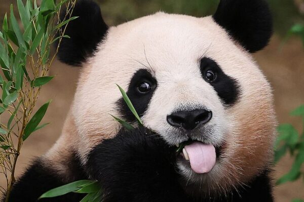 Giant Pandas Thrive in Sichuan: China’s Symbol of Friendship and Culture Giant Pandas Thrive in Sichuan: China's Symbol of Friendship and Culture video poster