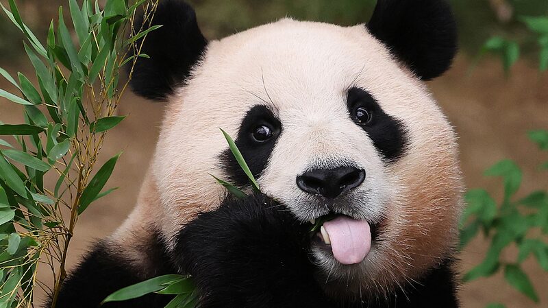 Giant Pandas Thrive in Sichuan: China's Symbol of Friendship and Culture video poster