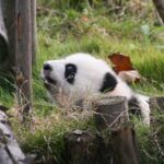 Giant Pandas in Chengdu Bask in Winter Sunshine
