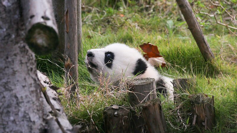 Giant_Pandas_in_Chengdu_Bask_in_Winter_Sunshine - Khabar Asia Giant Pandas in Chengdu Bask in Winter Sunshine