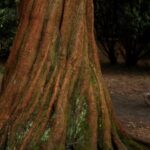 Giant Sequoias Thrive in UK: Lessons for Global Reforestation Efforts