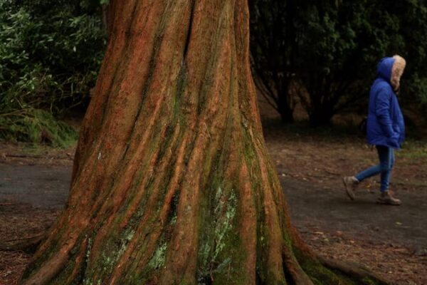 Giant Sequoias Thrive in UK: Lessons for Global Reforestation Efforts Giant Sequoias Thrive in UK: Lessons for Global Reforestation Efforts