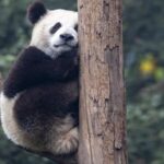 Global_Captive_Giant_Panda_Population_Hits_757__China_Announces