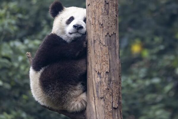 Global_Captive_Giant_Panda_Population_Hits_757__China_Announces