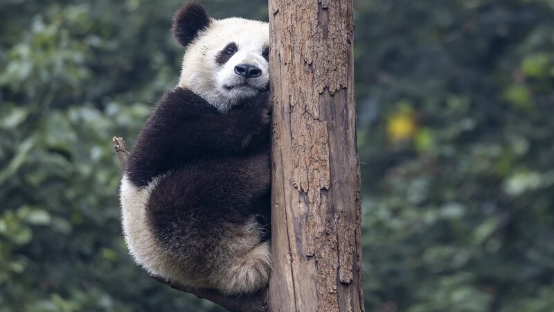 Global_Captive_Giant_Panda_Population_Hits_757__China_Announces - Khabar Asia Global_Captive_Giant_Panda_Population_Hits_757__China_Announces