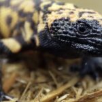 Global Concerns Rise Over Exotic Pets After Fatal Gila Monster Bite