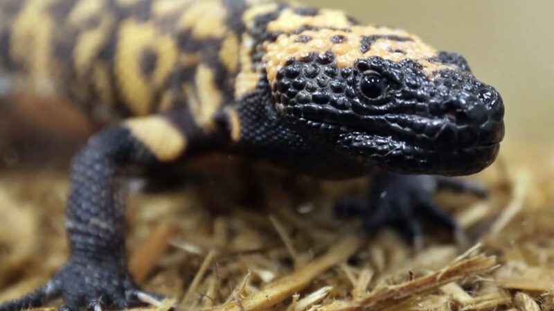 Global_Concerns_Rise_Over_Exotic_Pets_After_Fatal_Gila_Monster_Bite - Khabar Asia Global Concerns Rise Over Exotic Pets After Fatal Gila Monster Bite
