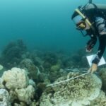 Global Coral Bleaching Crisis Expands to New Countries Amid Record Ocean Temperatures