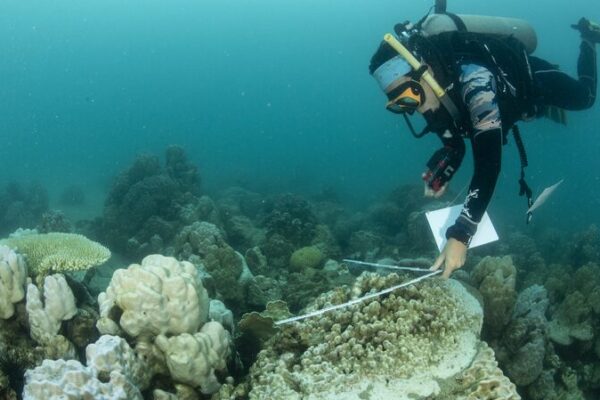 Global Coral Bleaching Crisis Expands to New Countries Amid Record Ocean Temperatures Global Coral Bleaching Crisis Expands to New Countries Amid Record Ocean Temperatures