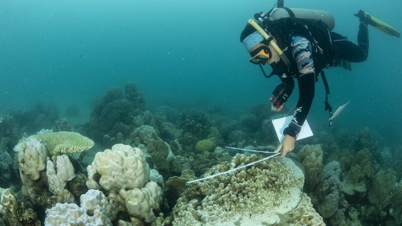 Global_Coral_Bleaching_Crisis_Expands_to_New_Countries_Amid_Record_Ocean_Temperatures - Khabar Asia Global Coral Bleaching Crisis Expands to New Countries Amid Record Ocean Temperatures
