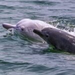 Global Efforts Unite to Save Rare Chinese White Dolphins