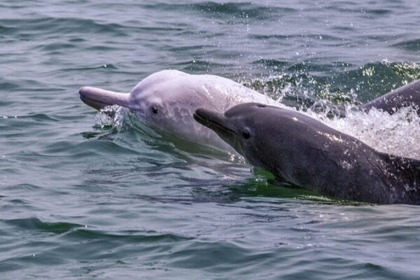 Global Efforts Unite to Save Rare Chinese White Dolphins Global Efforts Unite to Save Rare Chinese White Dolphins