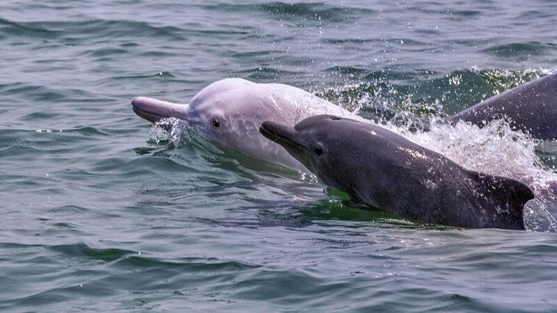 Global_Efforts_Unite_to_Save_Rare_Chinese_White_Dolphins - Khabar Asia Global Efforts Unite to Save Rare Chinese White Dolphins