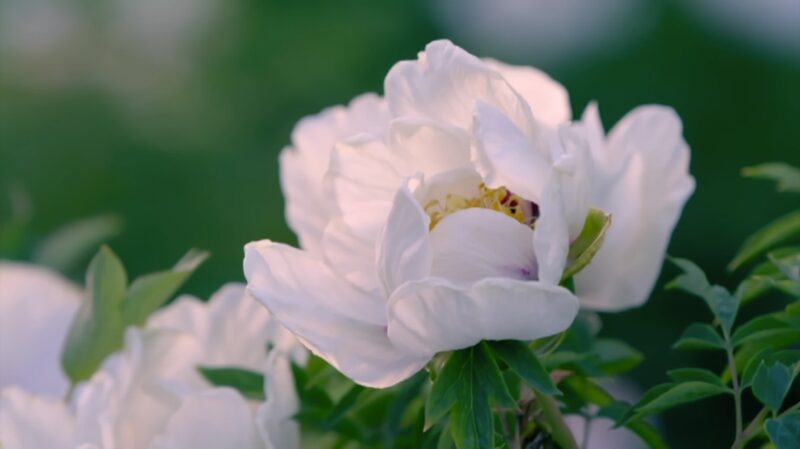 Global Migration of Flowers: How the Age of Exploration Transformed Gardens Worldwide video poster