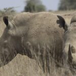 Global_Rhino_Numbers_Rise_Amid_Alarming_Surge_in_Poaching