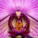 Global_Scientists_Unveil_Vast_DNA_Tree_of_Life_for_Flowering_Plants - Khabar Asia Global Scientists Unveil Vast DNA Tree of Life for Flowering Plants