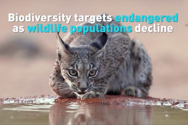 Global Wildlife Populations Plummet in Last 50 Years, WWF Report Warns Global_Wildlife_Populations_Plummet_in_Last_50_Years__WWF_Report_Warns video poster