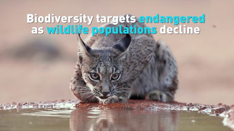 Global_Wildlife_Populations_Plummet_in_Last_50_Years__WWF_Report_Warns_poster - Khabar Asia Global_Wildlife_Populations_Plummet_in_Last_50_Years__WWF_Report_Warns video poster