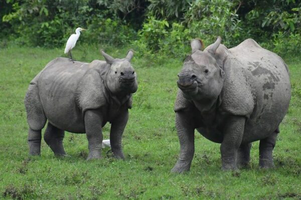 Global Wildlife Populations Plunge by 73% Since 1970: WWF Report Global_Wildlife_Populations_Plunge_by_73__Since_1970__WWF_Report