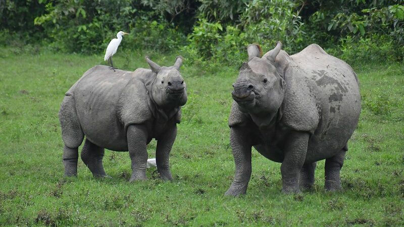 Global_Wildlife_Populations_Plunge_by_73__Since_1970__WWF_Report - Khabar Asia Global_Wildlife_Populations_Plunge_by_73__Since_1970__WWF_Report