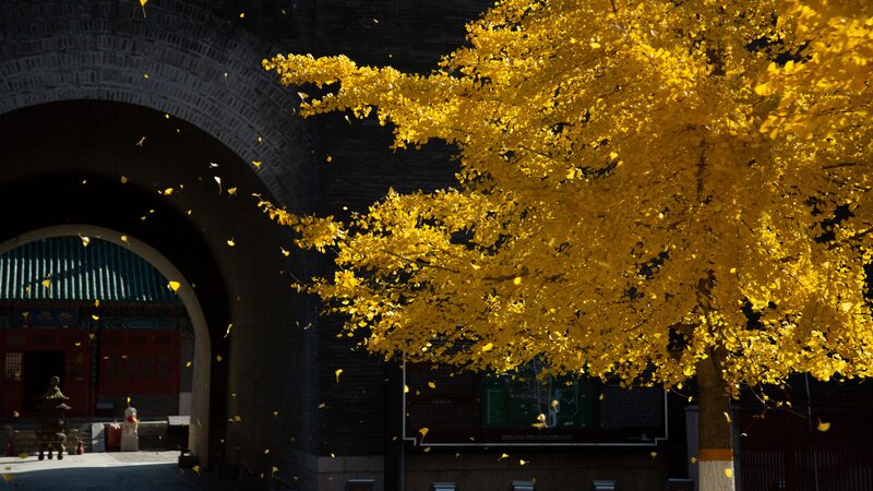Golden_Autumn_Transforms_China_s_Juyongguan_Great_Wall_into_a_Scenic_Marvel - Khabar Asia Golden_Autumn_Transforms_China_s_Juyongguan_Great_Wall_into_a_Scenic_Marvel