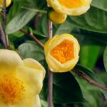 Golden_Camellias_Thrive_Under_Huang_Brothers_Care_in_Fangchenggang_poster - Khabar Asia Golden Camellias Thrive Under Huang Brothers' Care in Fangchenggang video poster