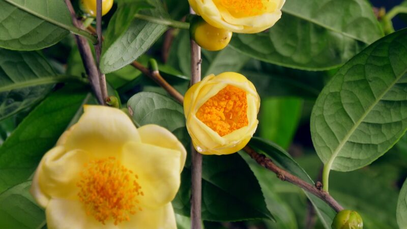 Golden_Camellias_Thrive_Under_Huang_Brothers_Care_in_Fangchenggang_poster - Khabar Asia Golden Camellias Thrive Under Huang Brothers' Care in Fangchenggang video poster