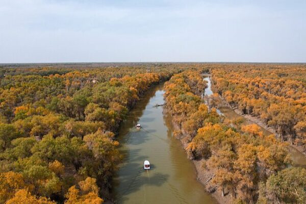 Golden Desert Poplars Add Vibrancy to Xinjiang’s Autumn Golden_Desert_Poplars_Add_Vibrancy_to_Xinjiang_s_Autumn