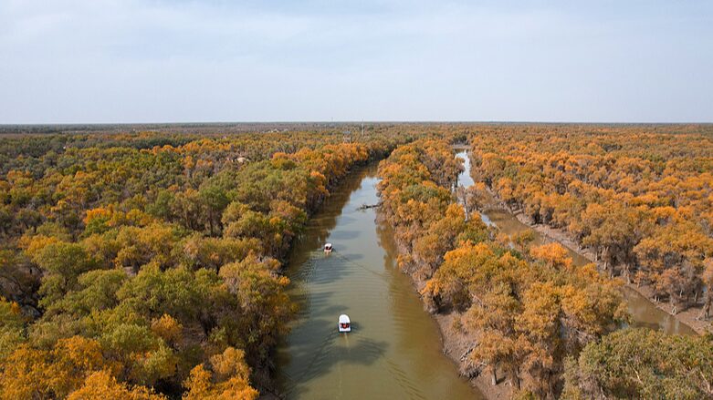 Golden_Desert_Poplars_Add_Vibrancy_to_Xinjiang_s_Autumn