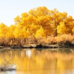 Golden_Desert_Poplars_Illuminate_Inner_Mongolia_s_Autumn_Landscape