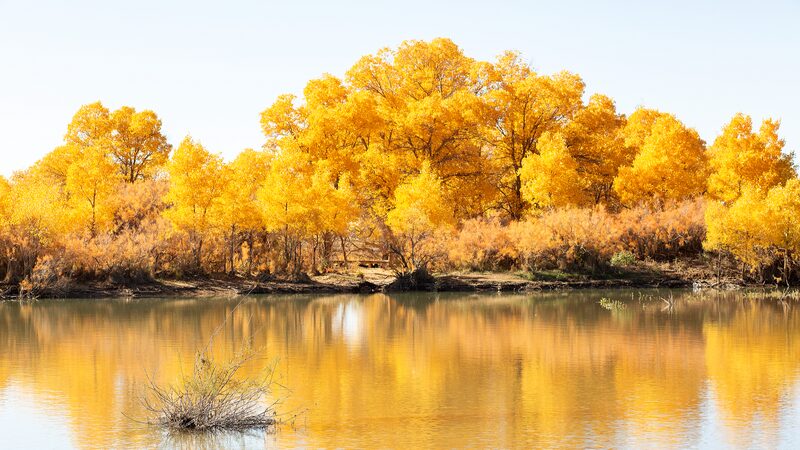 Golden_Desert_Poplars_Illuminate_Inner_Mongolia_s_Autumn_Landscape - Khabar Asia Golden_Desert_Poplars_Illuminate_Inner_Mongolia_s_Autumn_Landscape