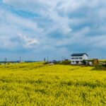Golden Fields: Rapeseed Flowers Illuminate Sichuan's Countryside