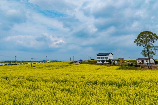 Golden Fields: Rapeseed Flowers Illuminate Sichuan’s Countryside Golden Fields: Rapeseed Flowers Illuminate Sichuan's Countryside