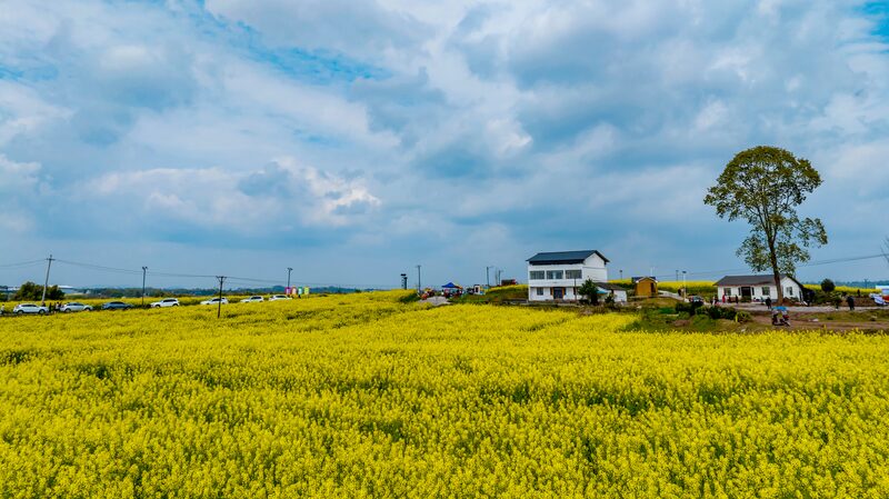 Golden Fields: Rapeseed Flowers Illuminate Sichuan's Countryside