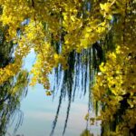 Golden_Ginkgo_Leaves_Illuminate_Beijing_s_Autumn_Splendor video poster