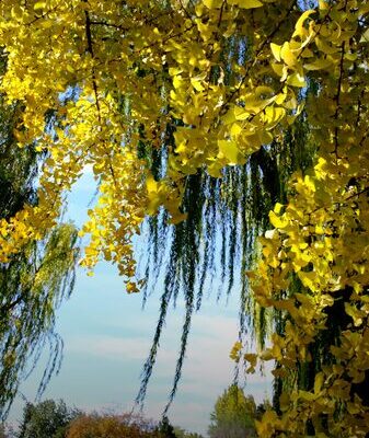 Golden Ginkgo Leaves Illuminate Beijing’s Autumn Splendor Golden_Ginkgo_Leaves_Illuminate_Beijing_s_Autumn_Splendor video poster