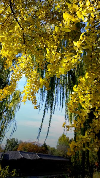 Golden_Ginkgo_Leaves_Illuminate_Beijing_s_Autumn_Splendor video poster