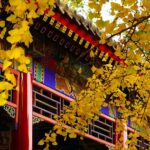 Golden Ginkgo Leaves Illuminate Beijing's Zhongshan Park