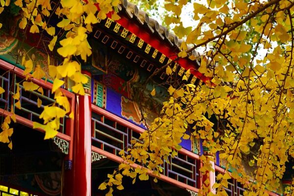 Golden Ginkgo Leaves Illuminate Beijing’s Zhongshan Park Golden Ginkgo Leaves Illuminate Beijing's Zhongshan Park