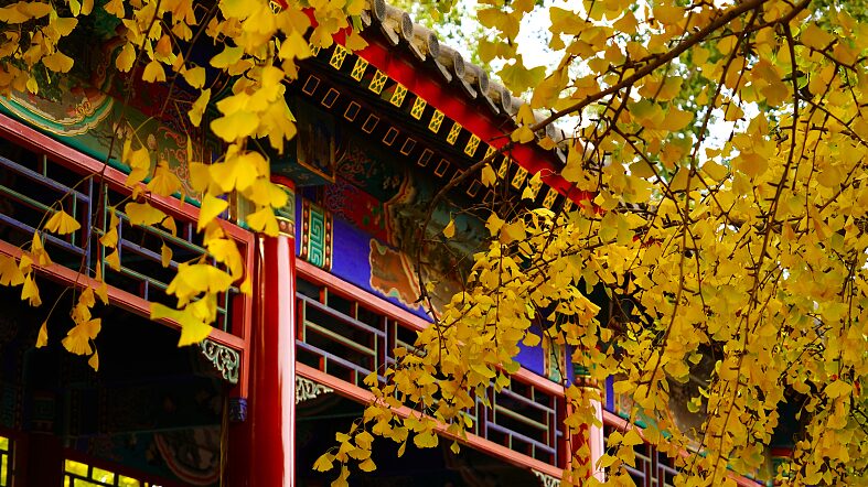 Golden_Ginkgo_Leaves_Illuminate_Beijings_Zhongshan_Park - Khabar Asia Golden Ginkgo Leaves Illuminate Beijing's Zhongshan Park