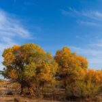 Golden_Poplar_Forests_of_Inner_Mongolia_Attract_Autumn_Visitors