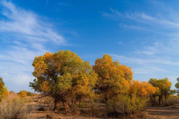 Golden Poplar Forests of Inner Mongolia Attract Autumn Visitors Golden_Poplar_Forests_of_Inner_Mongolia_Attract_Autumn_Visitors